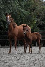** span merrie met appart gekruist veulen te koop **, Dieren en Toebehoren, Paarden, Merrie, B, 3 tot 6 jaar, Gechipt