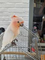 Inka kaketoe 2025 pop, Dieren en Toebehoren, Vogels | Parkieten en Papegaaien, Vrouwelijk, Papegaai, Pratend