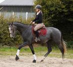 Mega brave, nuchtere en knappe allrounder!!, Dieren en Toebehoren, Paarden, Springpaard, B, Gechipt, Ruin