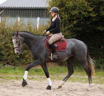 Mega brave, nuchtere en knappe allrounder!! beschikbaar voor biedingen
