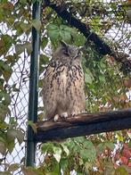 Europese oehoe, Mei, Meerdere dieren