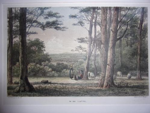 In de Lutte. Originele Gekleurde Litho Schipperus 1876, Antiek en Kunst, Kunst | Etsen en Gravures, Ophalen of Verzenden