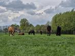 Verzorger gezocht, Ederveen!, Dieren en Toebehoren, Ophalen
