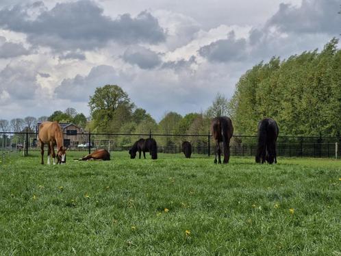 Verzorger gezocht, Ederveen!, Dieren en Toebehoren, Paarden en Pony's | Overige Paardenspullen, Ophalen