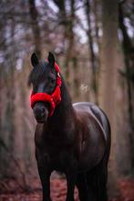 PRE ruin, 15 jaar, stokmaat 148 cm, Dieren en Toebehoren, Pony's, Ruin, E pony (1.48m - 1.57m), Recreatiepony, 11 jaar of ouder