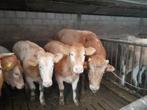 Weidegang, Dieren en Toebehoren