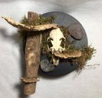 Wanddisplay Konijnenschedel - Natuurlijke Taxidermie, Ophalen of Verzenden, Nieuw, Wild dier, Schedel