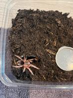 Grammostola rosea, Dieren en Toebehoren, Spin of Schorpioen