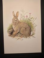 Konijn, Verzenden, 1980 tot heden, Zo goed als nieuw, Dier