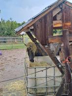 Stalhulp /weidehulp gezocht, Dieren en Toebehoren, Stalling en Weidegang, Stalling
