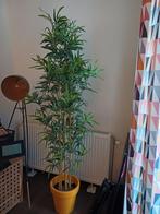 Nep plant met pot, Huis en Inrichting, Kamerplanten, Ophalen, 100 tot 150 cm, Overige soorten, Halfschaduw