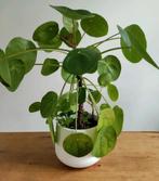 Kamerplant Pannenkoekenplant (Pilea Peperomioides) +/- 40 cm, Huis en Inrichting, Kamerplanten, Overige soorten, Minder dan 100 cm