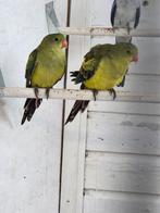 Berg parkieten, Dieren en Toebehoren, Vogels | Parkieten en Papegaaien, Meerdere dieren, Parkiet