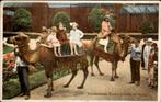Amsterdam - Kameelrijden Artis, Ophalen of Verzenden, Voor 1920, Ongelopen, Noord-Holland
