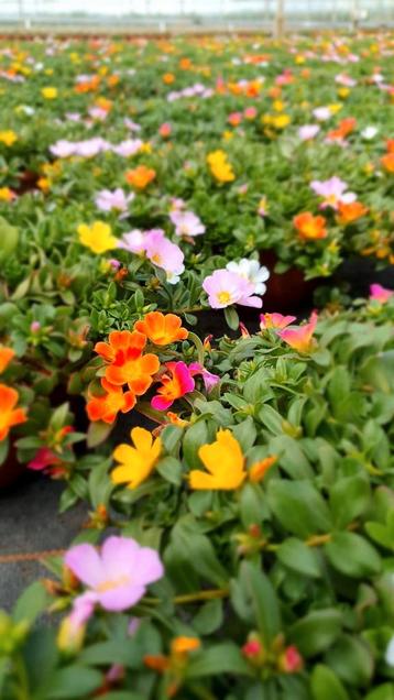 Portulaca's in hoek van holland zondag 1 juni beschikbaar voor biedingen
