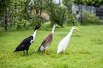 Indische loopeenden | Verschilende kleuren | Goed advies, Dieren en Toebehoren, Pluimvee, Meerdere dieren, Eend
