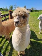 2 alpaca merries te koop, Dieren en Toebehoren, Vrouwelijk, Geit