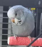 Split blackface, Meerdere dieren, Parkiet