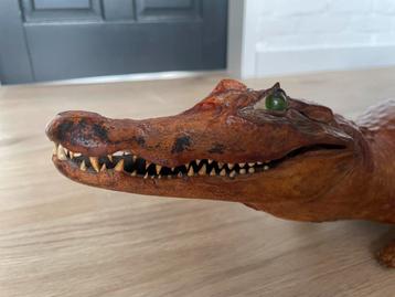 Opgezette alligator / krokodil Taxidermie beschikbaar voor biedingen