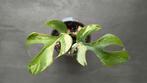 Rhaphidophora tetrasperma variegata 13 🌱, Overige soorten, Minder dan 100 cm, Groene kamerplant, Halfschaduw