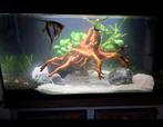 Prachtig JUWEL Aquarium (80 CM) met 3D achterwand, Ophalen, Zo goed als nieuw, Gevuld zoetwateraquarium