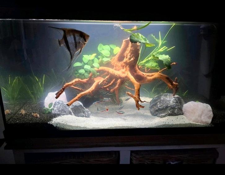 Prachtig JUWEL Aquarium (80 CM) met 3D achterwand, Dieren en Toebehoren, Vissen | Aquaria en Toebehoren, Zo goed als nieuw, Gevuld zoetwateraquarium