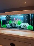 Tetra 60liter, Ophalen, Zo goed als nieuw