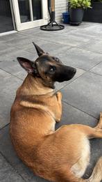 Baasje gezocht !, Rabiës (hondsdolheid), Reu, 1 tot 2 jaar, Eén hond