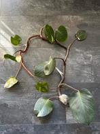 Philodendron White Wizard stek, Huis en Inrichting, Kamerplanten, Ophalen, Halfschaduw, Minder dan 100 cm