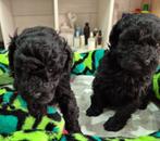 Mooie Grijze dwerg poedel pups, Poedel, 8 tot 15 weken, CDV (hondenziekte), Meerdere