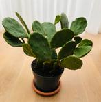 Prachtige Opuntia Cactus afhalen in Heerenveen, Volle zon, Vaste plant, Bloeit niet, Ophalen