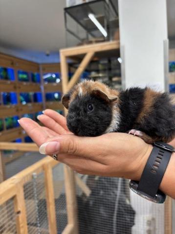 Te koop 2 super leuke jonge us teddy cavia's mannetjes beschikbaar voor biedingen