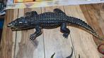 60 cm aligator, Ophalen of Verzenden, Zo goed als nieuw, Jongen of Meisje