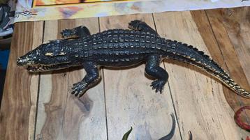 60 cm aligator beschikbaar voor biedingen