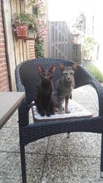 Nestje ras zuivere Oosters Kortharen.., Dieren en Toebehoren, Katten en Kittens | Raskatten | Korthaar, Meerdere dieren, Ontwormd