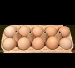 Broedeieren la Fleche x Poule de Bresse, Dieren en Toebehoren, Pluimvee, Geslacht onbekend, Kip
