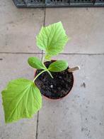 Snack komkommer planten, Tuin en Terras, Zomer, Ophalen