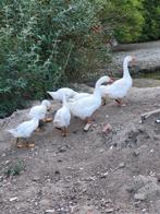 Te koop ganzen, Meerdere dieren, Gans of Zwaan