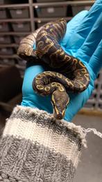 0.1 Koningspython - Ballpython - Python Regius, Dieren en Toebehoren, Slang, 0 tot 2 jaar