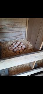 Ayam cemani broedeieren, Eén persoon