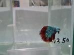 Betta splendens super delta kempvis man, Dieren en Toebehoren, Vissen | Aquariumvissen, Vis, Zoetwatervis