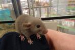 Dwergratjes in Assen., Hamster, Januari, Meerdere dieren, Tam