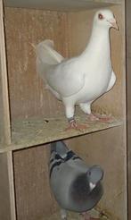 Postduif, Vrouwelijk, Postduif