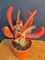 Kalanchoe Oricula p17 (2), Ophalen of Verzenden, Halfschaduw, Minder dan 100 cm