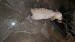 Lieve toypoedel x pup 16 weken  op zoek naar een goud mandje, Dieren en Toebehoren, Reu, 8 tot 15 weken, Eén hond, CDV (hondenziekte)