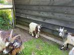 landgeit bokje, Dieren en Toebehoren, Schapen, Geiten en Varkens, Mannelijk, Geit, 0 tot 2 jaar
