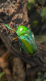 Larven L3 Dicronorhina Micans, Dieren en Toebehoren, Insecten en Spinnen