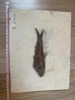 Fossiel vis, Verzamelen, Mineralen en Fossielen, Ophalen, Fossiel