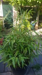 Bamboe fargesia, Tuin en Terras, Planten | Tuinplanten, Ophalen, Bloeit niet, Overige soorten, Halfschaduw
