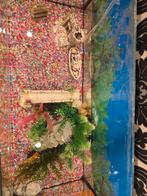 Aquarium (alles met 20 vissen), Dieren en Toebehoren, Vis